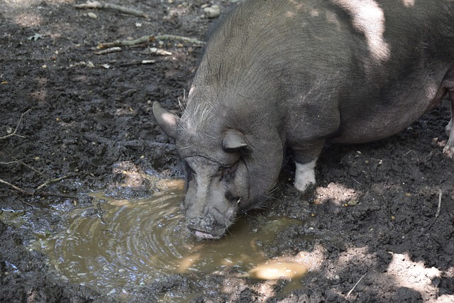 兰斯的这位 兰斯的这位